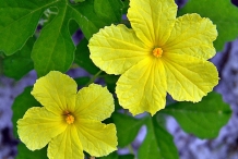 Close-up-flower-of-Bitter-gourd