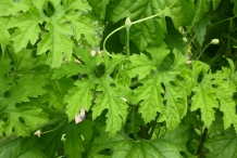 Leaves-of-Bitter-gourd