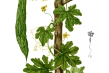 Plant-illustration-of-Bitter-gourd