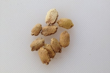 Seeds-of-Bitter-gourd