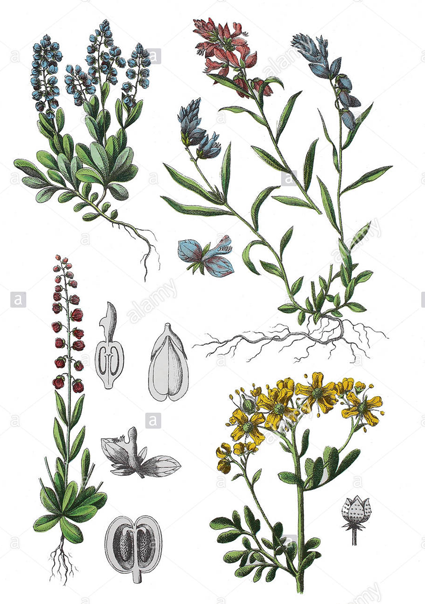 Plant-Illustration-of-Bitter-Milkwort
