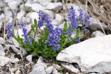 Bitter-Milkwort-plant-growing-wild