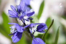 Closer-view-of-Bitter-Milkwort-Flower