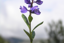 Flowering-buds-of-Bitter-Milkwort