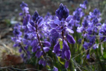 Flowers-of-Bitter-Milkwort