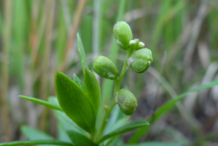Fruit-of-Bitter-Milkwort-plant
