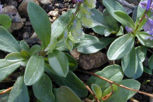 Leaves-of-Bitter-Milkwort
