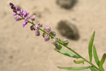 Other-Variety-of-Milkwort