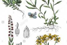 Plant-Illustration-of-Bitter-Milkwort