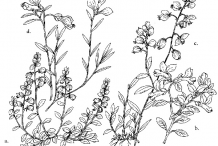 Sketch-of-Bitter-Milkwort-plant