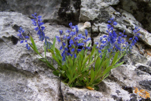 Whole-Bitter-Milkwort-plant
