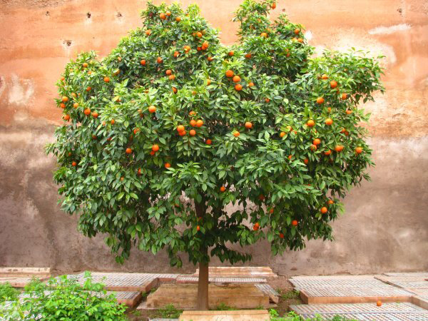 Bitter-orange-tree