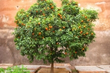 Bitter-orange-tree