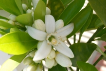 Close-up-flower-of-Bitter-orange