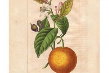 Illustration-of-Bitter-orange