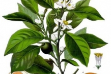 Illustration-of-Bitter-orange