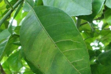 Leaves-of-Bitter-orange