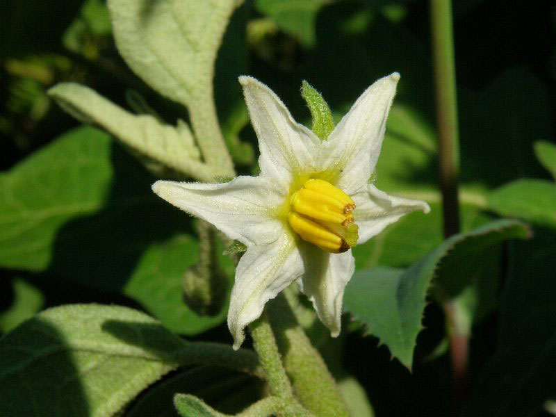 Flower-of-Bitter-tomato