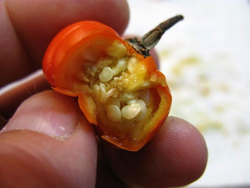 Half-cut-bitter-tomato