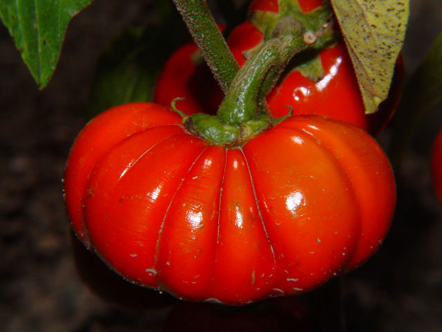 Mature-Bitter-tomato-fruit