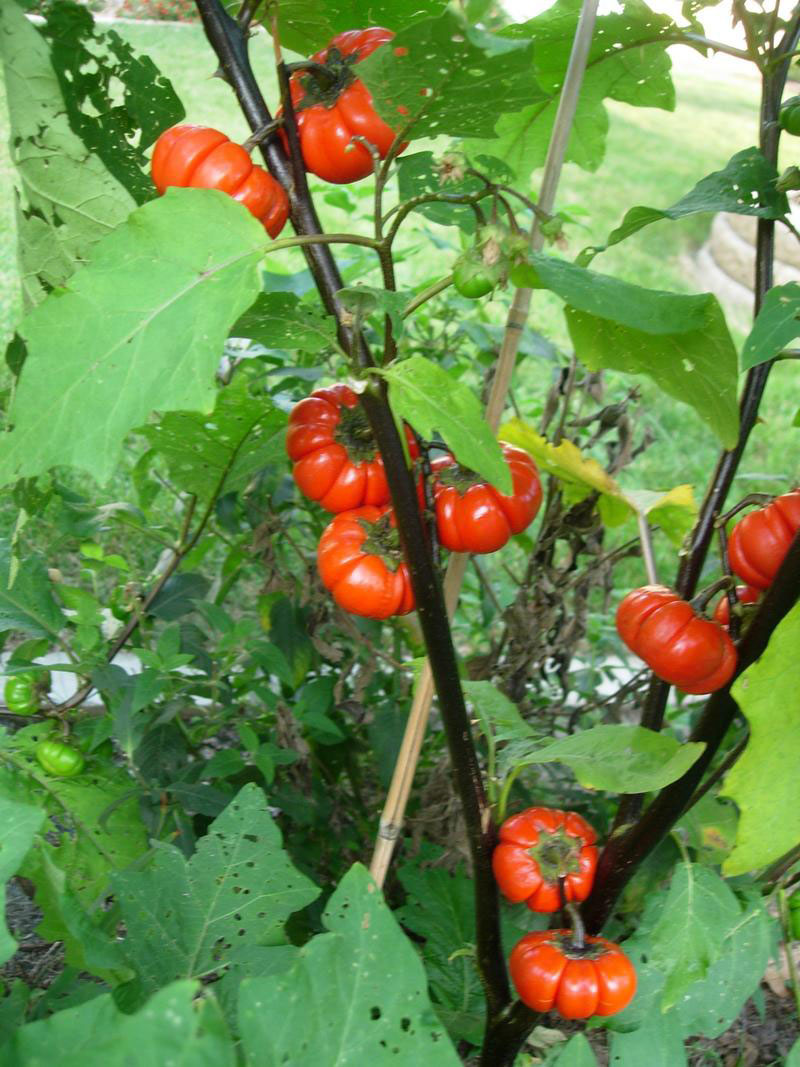 Mature-Bitter-tomato-on-the-plant