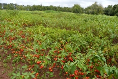 Bitter-tomato-farming