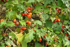 Bitter-tomato-plant-growing-wild
