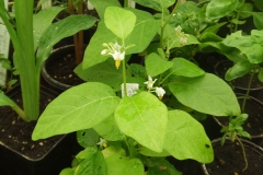 Bitter-tomato-plant