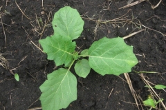 Bitter-tomato-sapling
