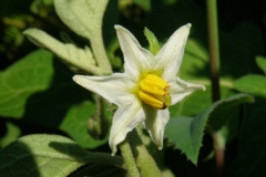 Flower-of-Bitter-tomato