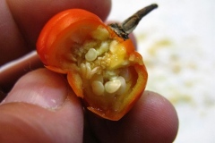 Half-cut-bitter-tomato