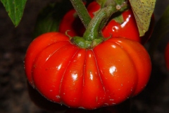 Mature-Bitter-tomato-fruit