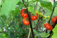 Mature-Bitter-tomato-on-the-plant