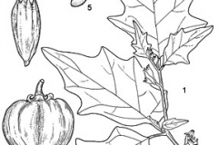 Sketch-of-Bitter-tomato