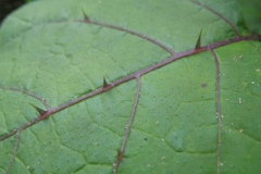 Spines-in-the-leaf-of-Bitter-tomato