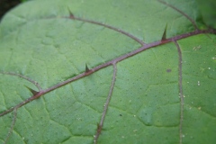 Spines-in-the-leaf-of-Bitter-tomato