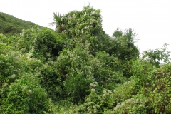 Bitter-vine-growing-wild