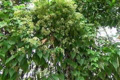 Bitter-vine-plant