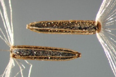 Closer-view-of-seeds-of-Bitter-vine