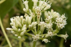 Flowers-of-Bitter-vine