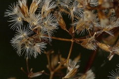 Fruits-of-Bitter-Vine
