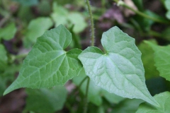 Leaves-of-Bitter-vine