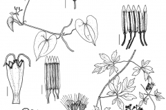 Plant-Illustration-of-Bitter-Vine