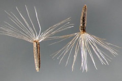 Seeds-of-Bitter-vine