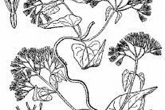 Sketch-of-Bitter-vine