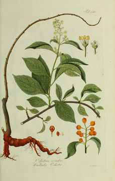 Plant-Illustration-of-Bittersweet-plant