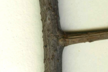 Bark-of-Bittersweet-plant