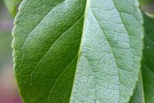 Closer-view-of-Leaf