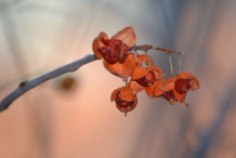 Dried-Fruits-of-Bittersweet-plant