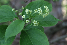Flower-of-Bittersweet-plant
